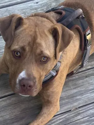Frankie