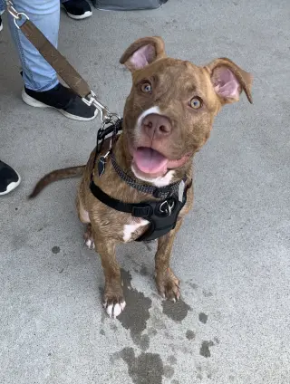 Frankie
