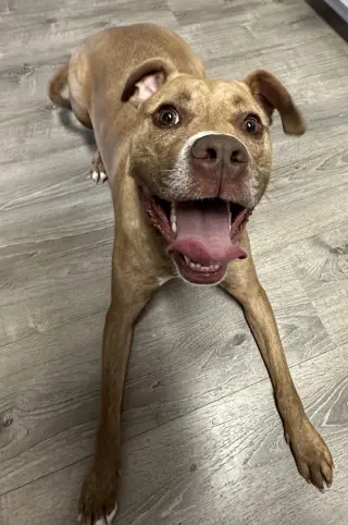 Frankie