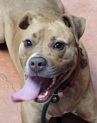 Frankie