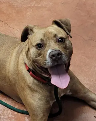 Frankie