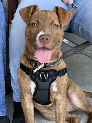 Frankie