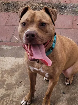 Frankie