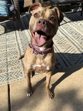 Frankie