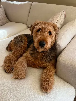 Roy