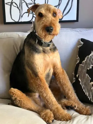 Roy