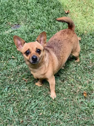 Penny