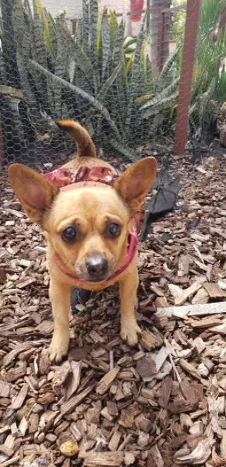 Penny