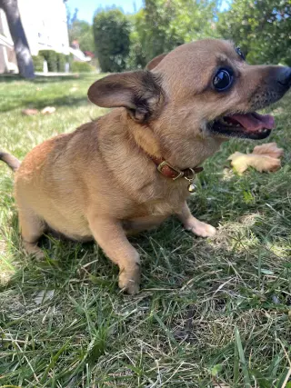 Penny