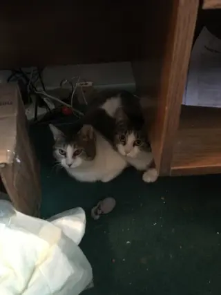 Pearl Bonded w/Katie