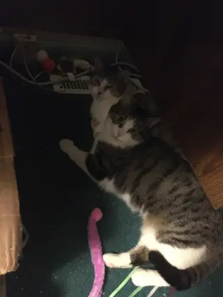Katie Bonded w/Pearl
