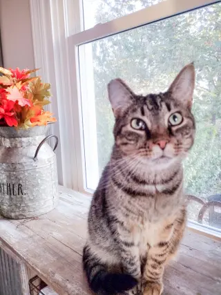Bubba