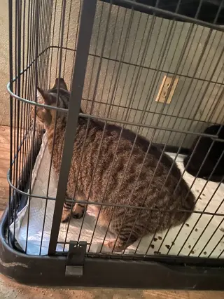 Bubba