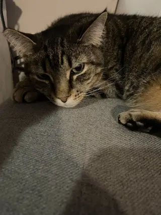 Bubba