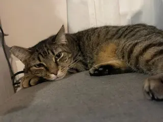 Bubba