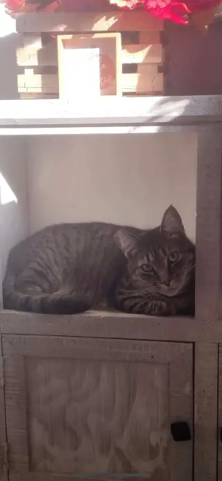 Bubba