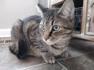 Bubba