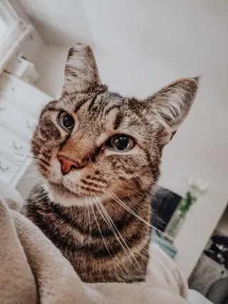Bubba