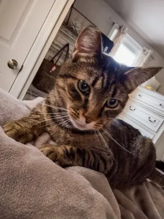 Bubba