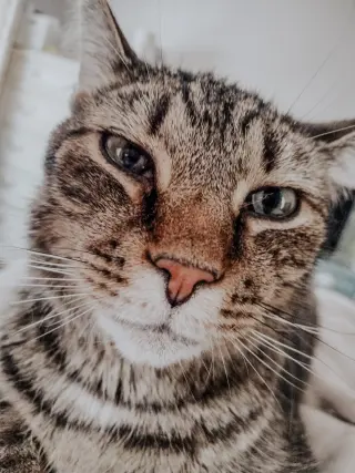 Bubba