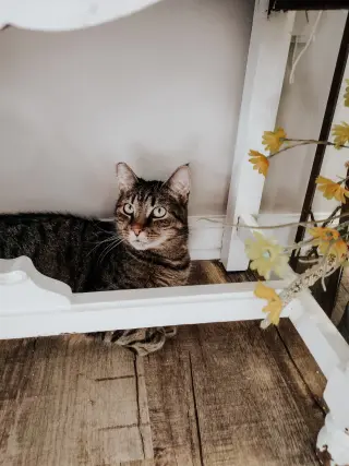 Bubba