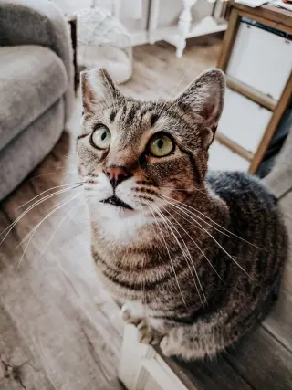 Bubba