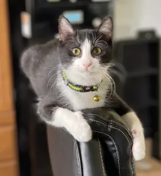 Yoyo
