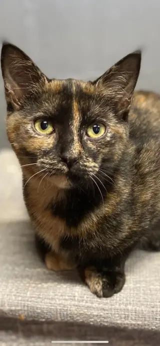 JC
