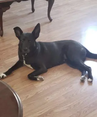 Lacey