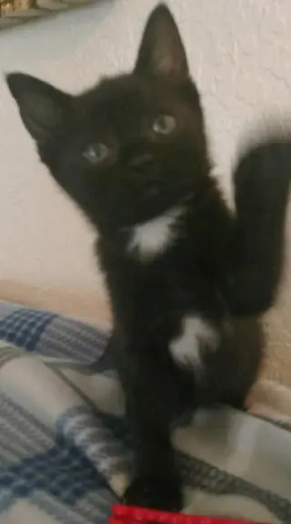 Brie