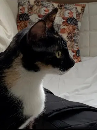 Petula
