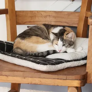 Petula
