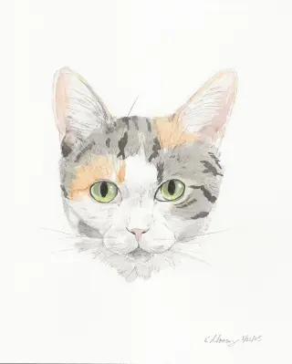 Petula