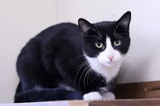 Baby