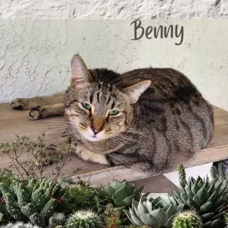 Benny