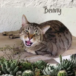 Benny