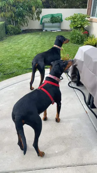 Beta