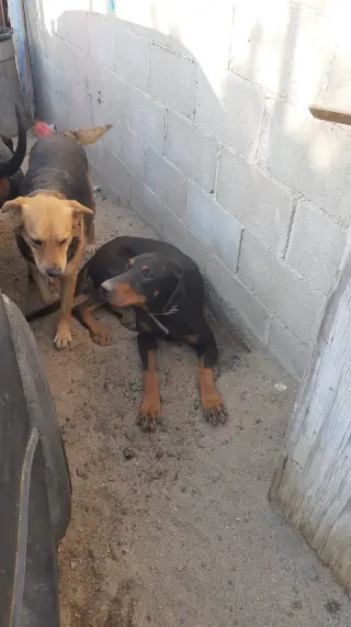 Beta