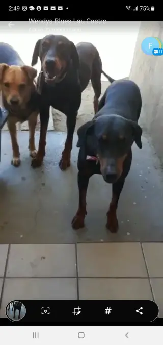 Beta