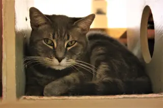 Ryder