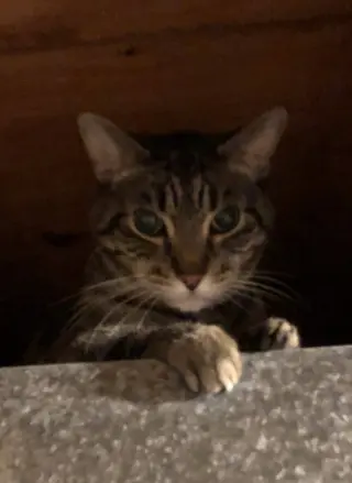 Clyde (senior cat)
