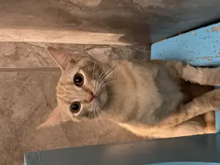 Raya