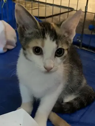Esmae