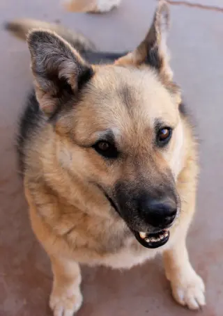 Sadie
