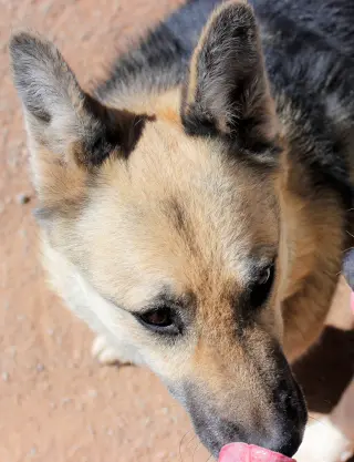 Sadie