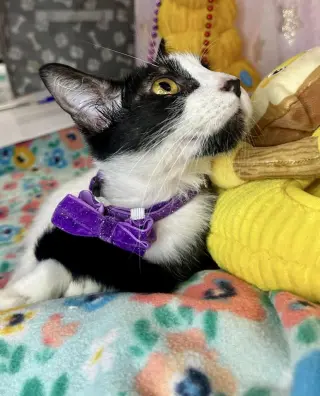 Risenia
