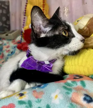 Risenia