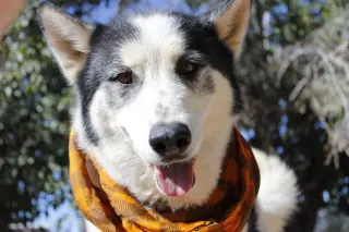 Koda