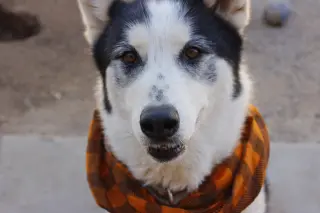 Koda