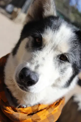 Koda